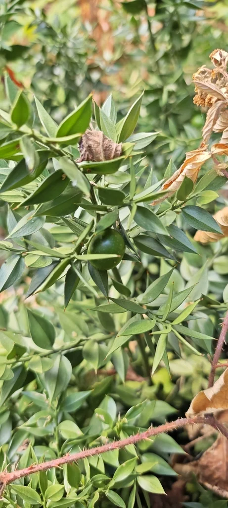 Ruscus Aculeatus