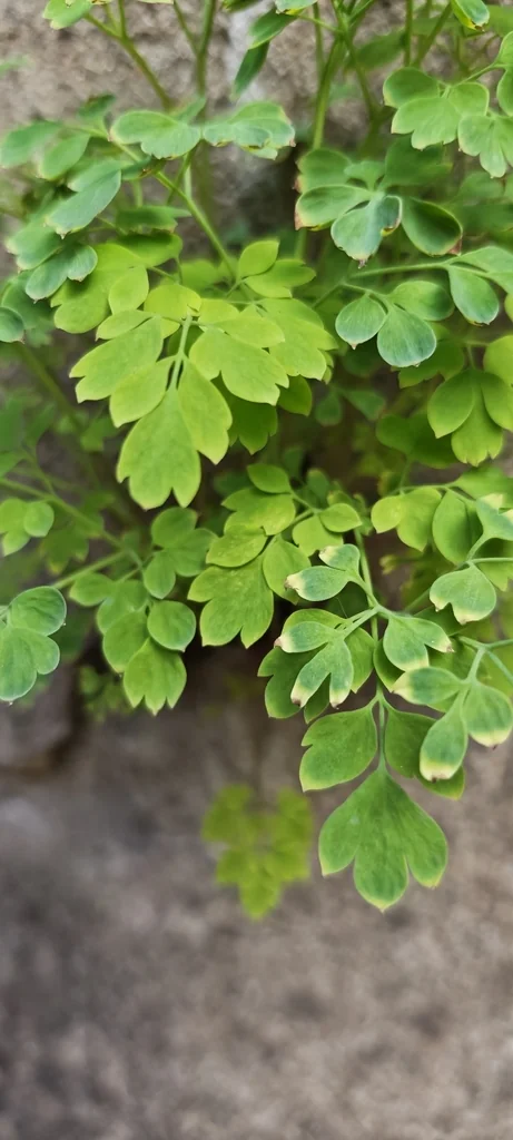 Corydalis Lutea