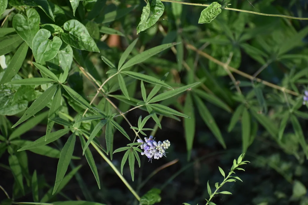 Vitex Agnus-Castus