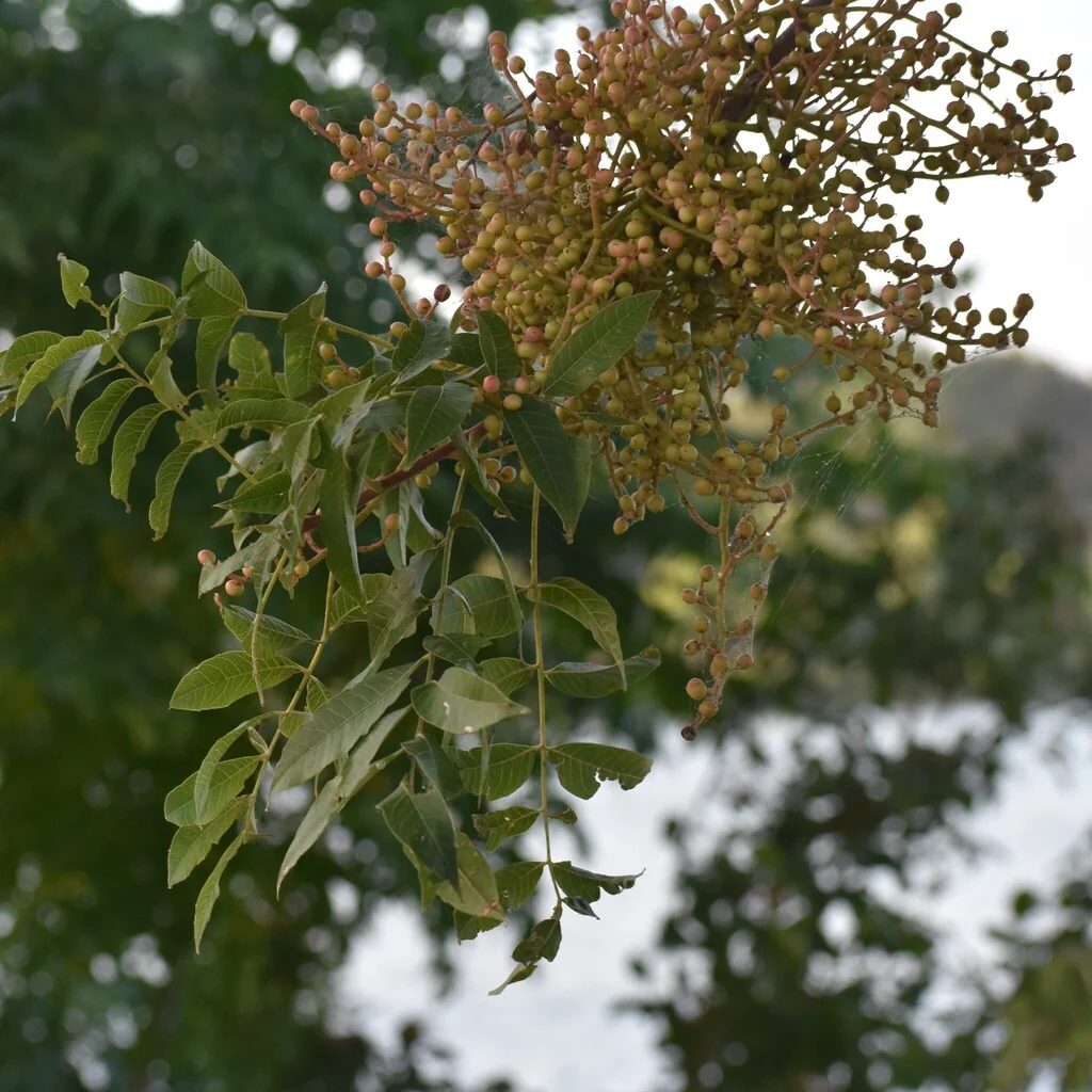 Pistacia Chinensis
