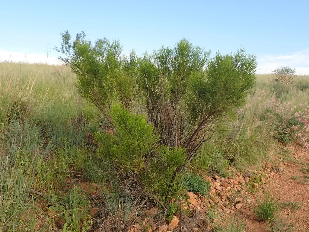 Baccharis Sarothroides