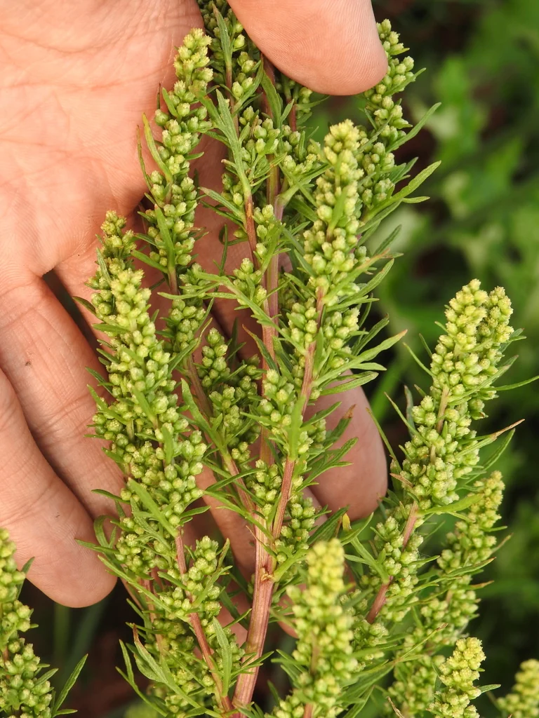 Artemisia Dracunculus