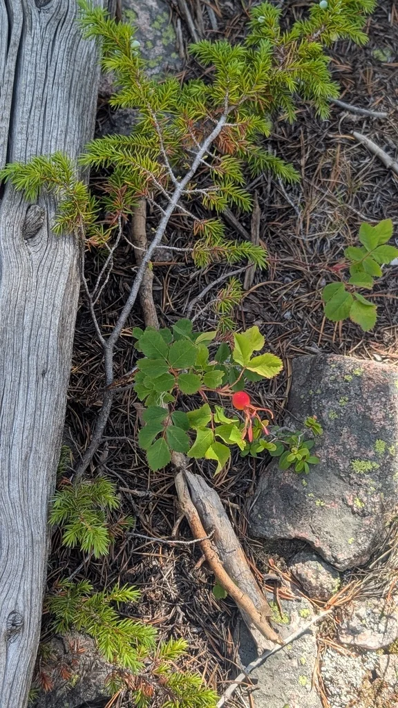 Rosa Woodsii