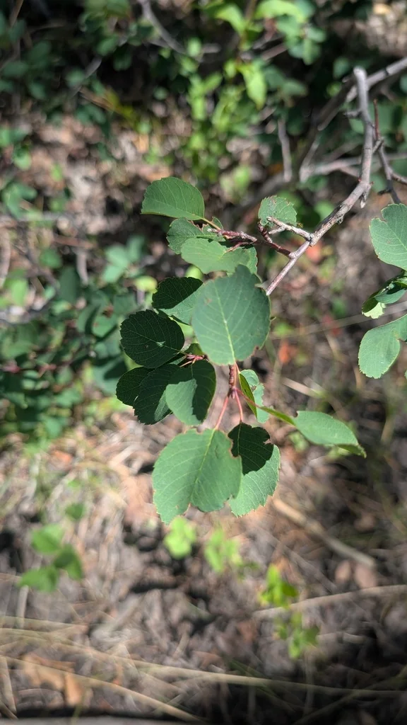 Amelanchier Alnifolia