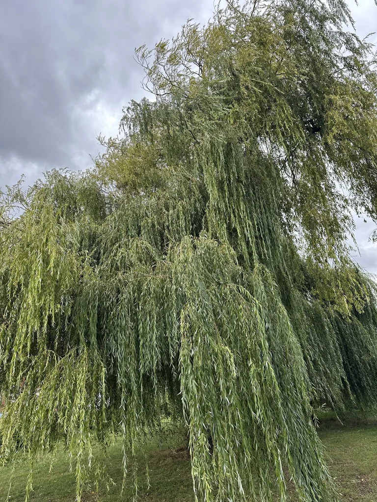 Salix Babylonica