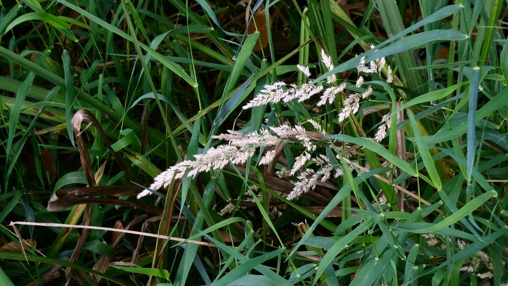Phalaris Arundinacea Picta