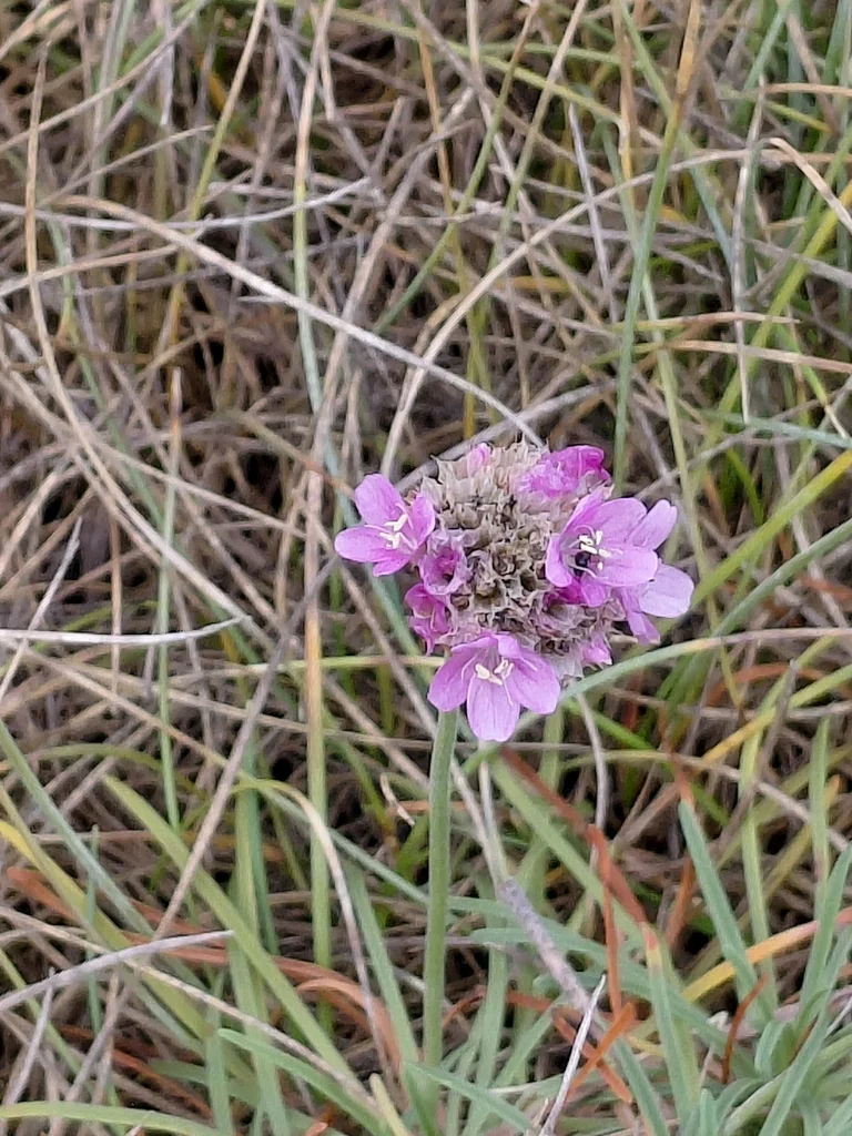 Armeria Maritima