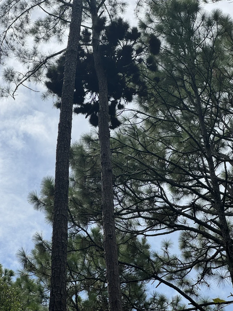 Pinus Palustris