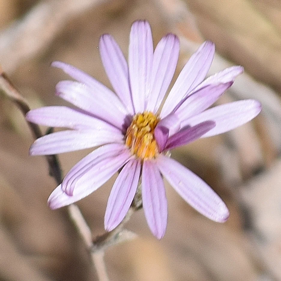 Lessingia Filaginifolia
