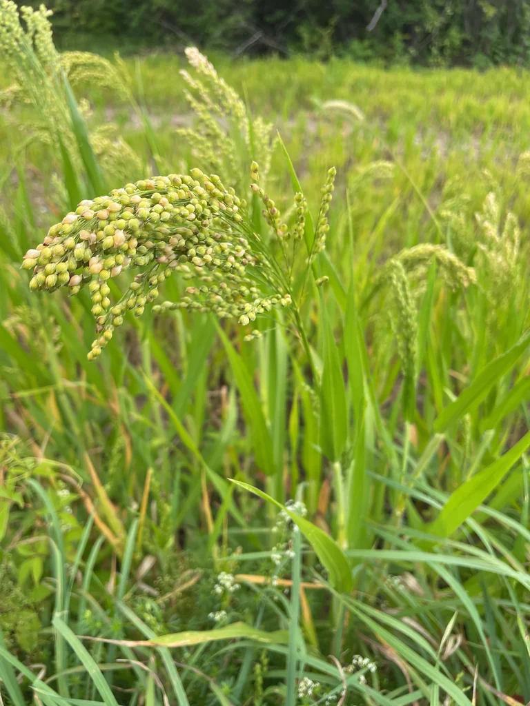 Panicum Miliaceum