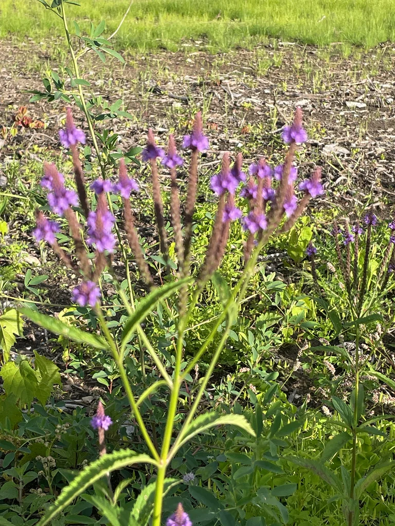 Verbena Hastata