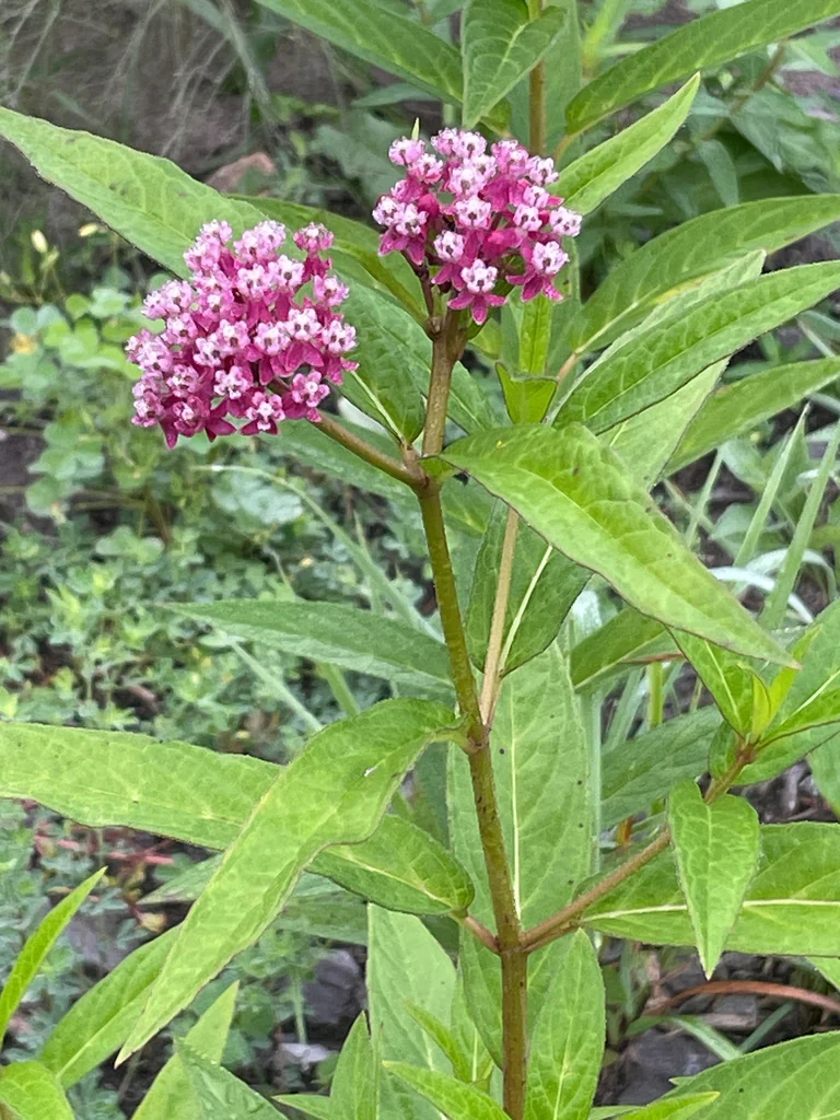 Asclepias Incarnata