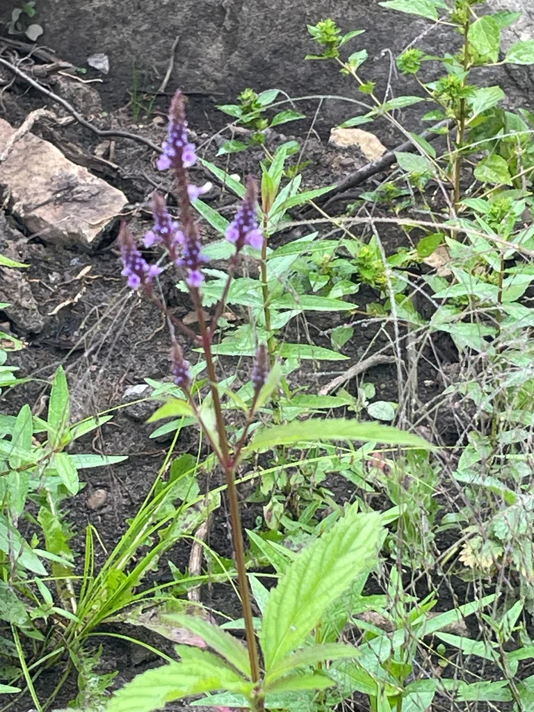 Verbena Hastata