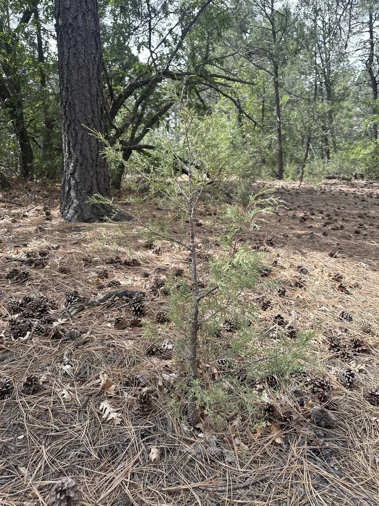 Juniperus Scopulorum