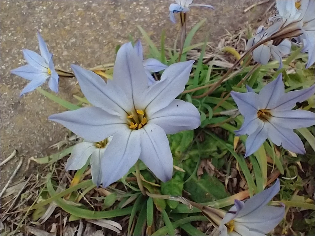 Ipheion Uniflorum