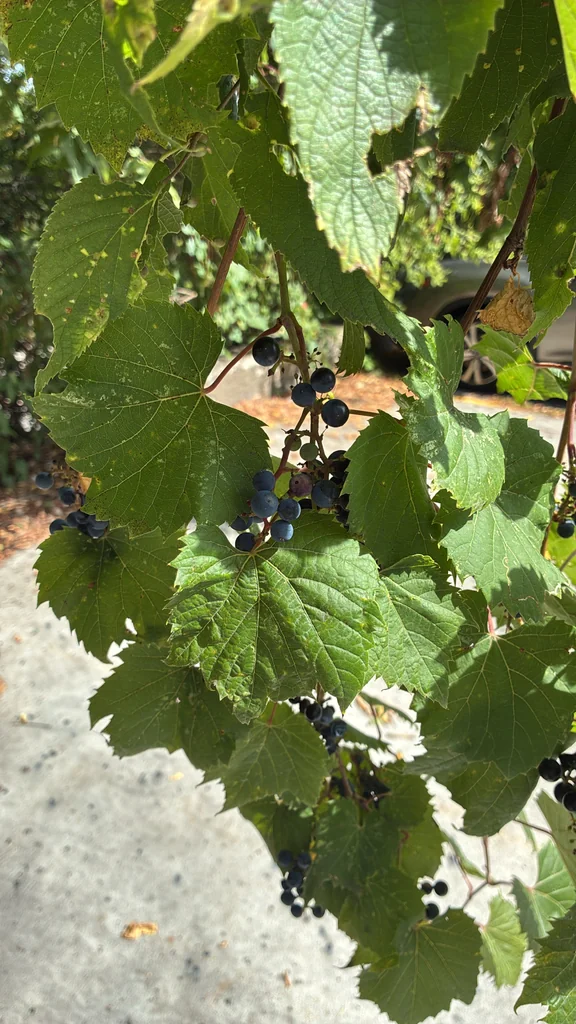 Vitis Riparia
