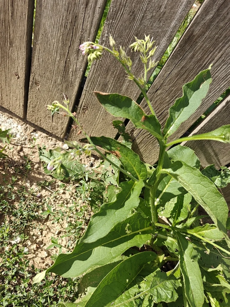 Symphytum Officinale