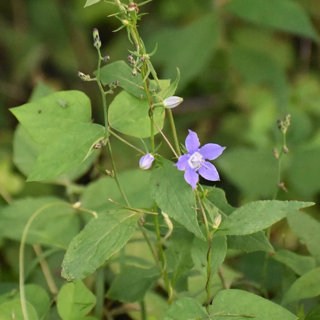 Campanula Americana
