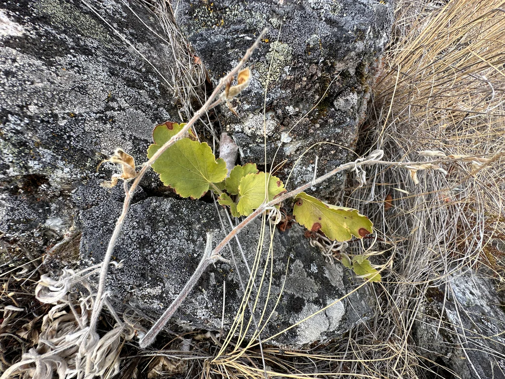 Heuchera Cylindrica