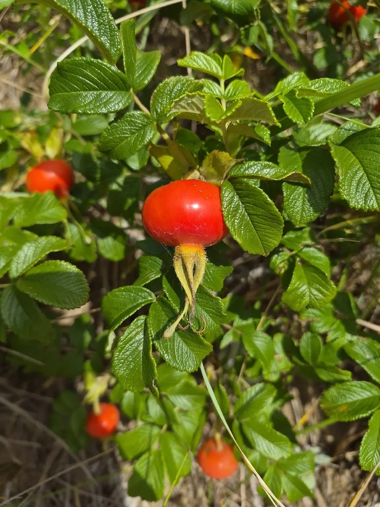 Rosa Rugosa