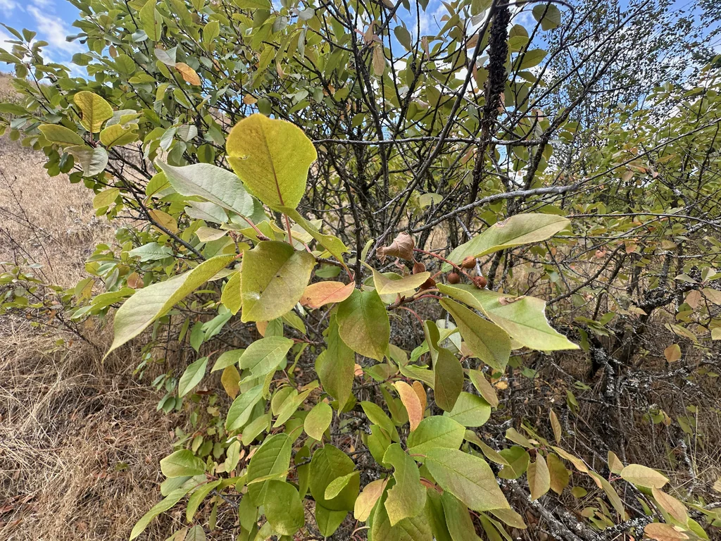 Prunus Virginiana