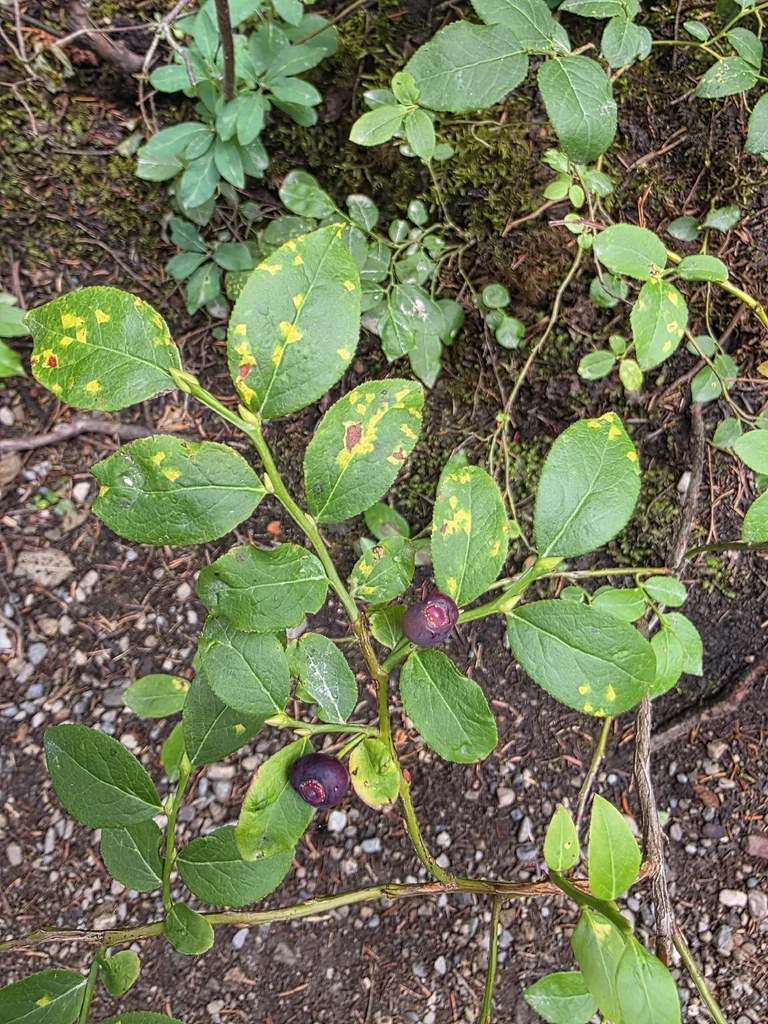 Vaccinium Membranaceum