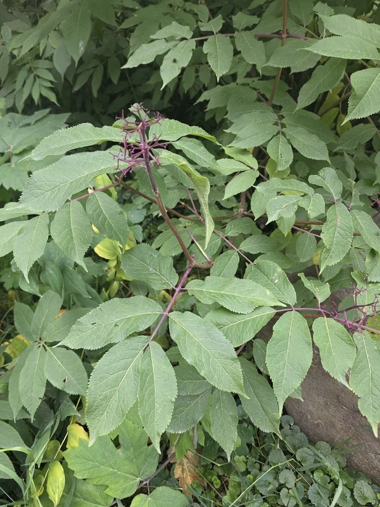 Sambucus Racemosa