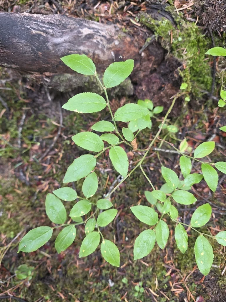 Vaccinium Membranaceum