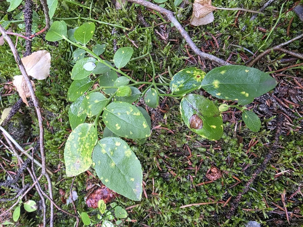 Vaccinium Membranaceum
