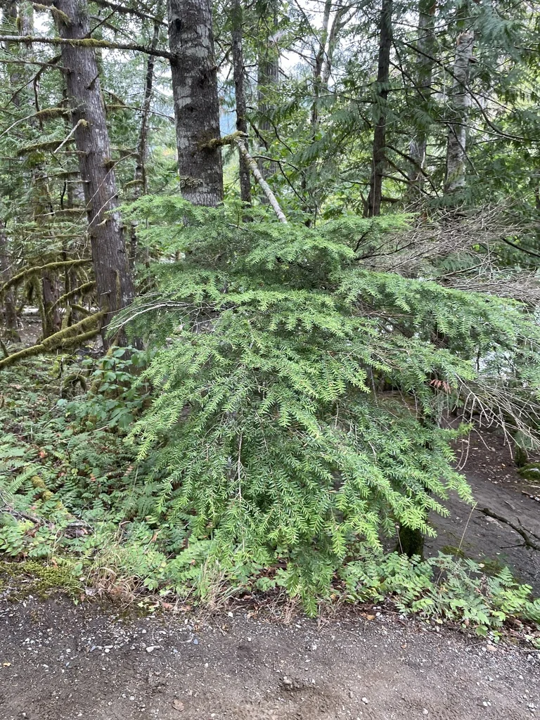 Tsuga Heterophylla