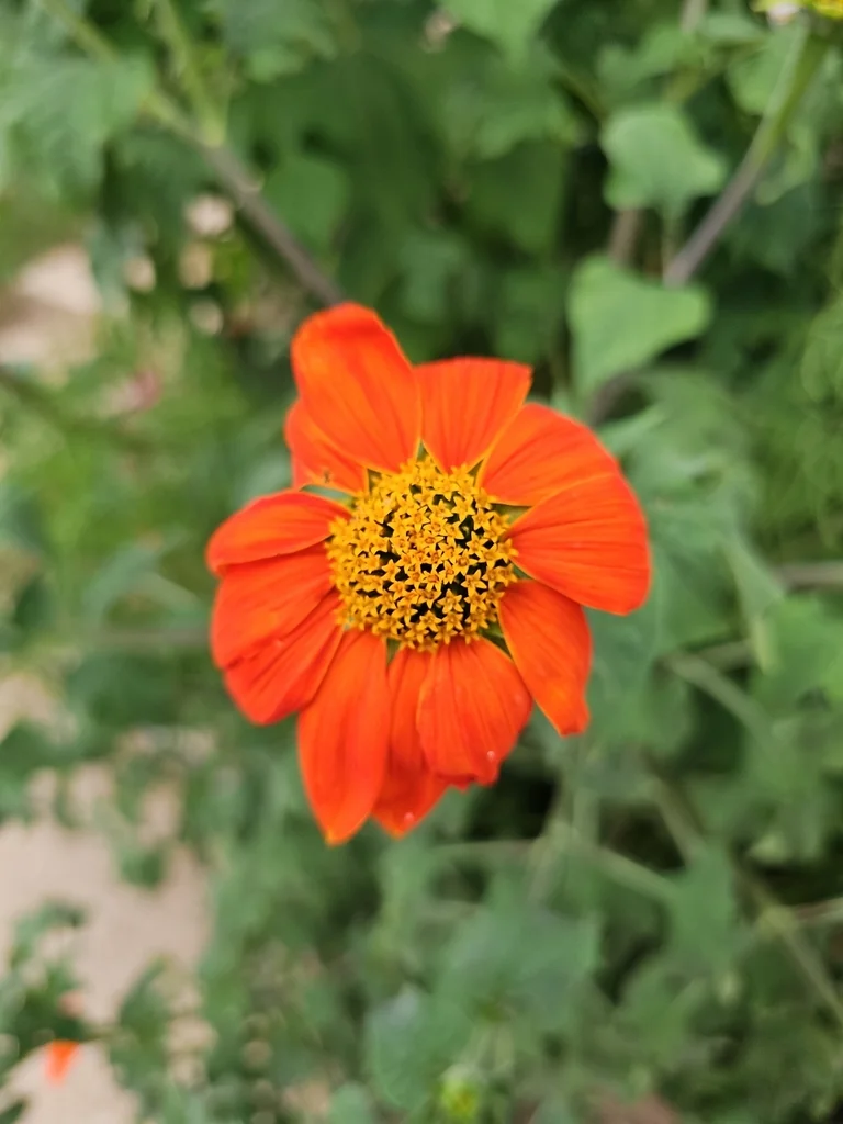 Tithonia Rotundifolia