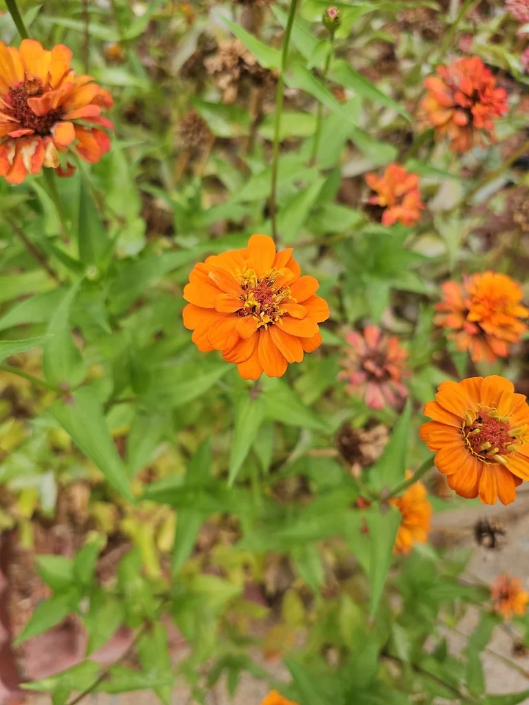 Zinnia Elegans