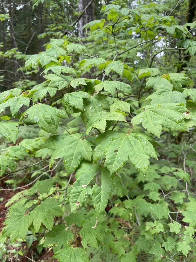 Acer Circinatum