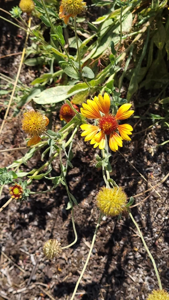 Gaillardia Pulchella
