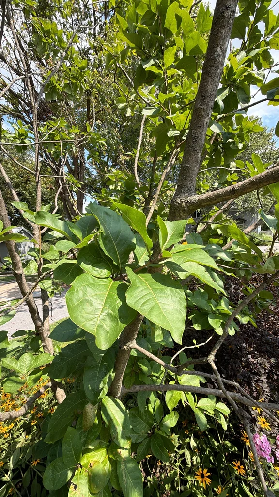 Chionanthus Virginicus