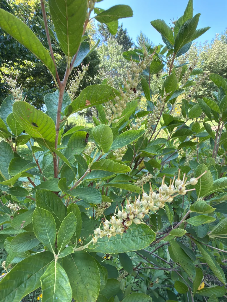 Clethra Alnifolia