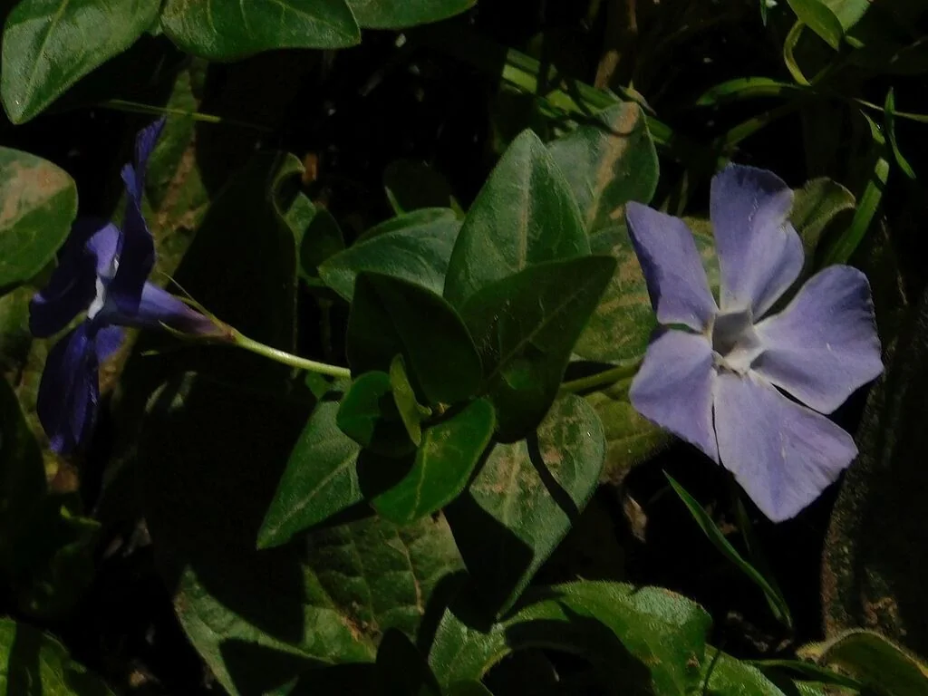 Vinca major