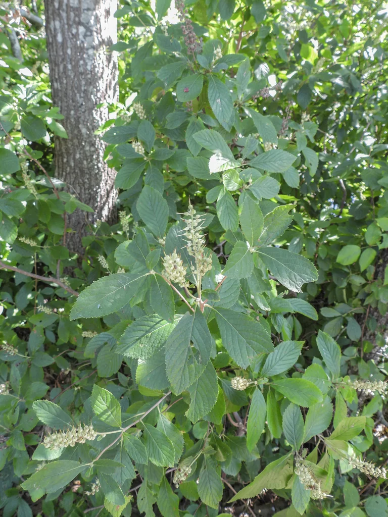Clethra Alnifolia