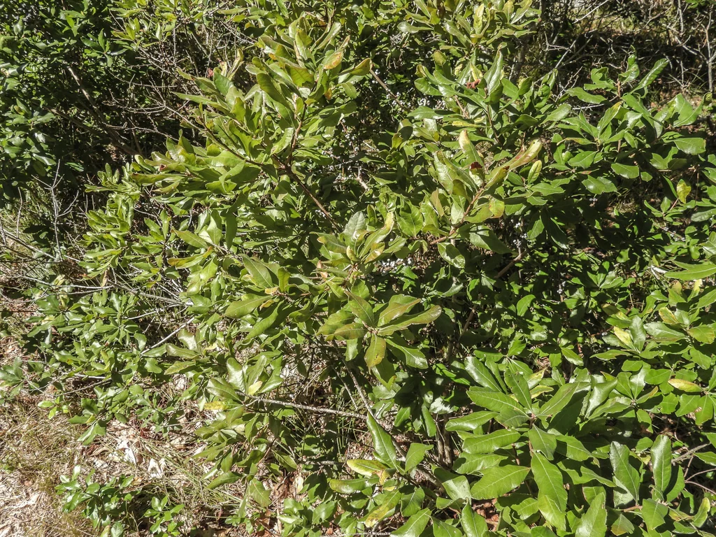 Myrica Pensylvanica
