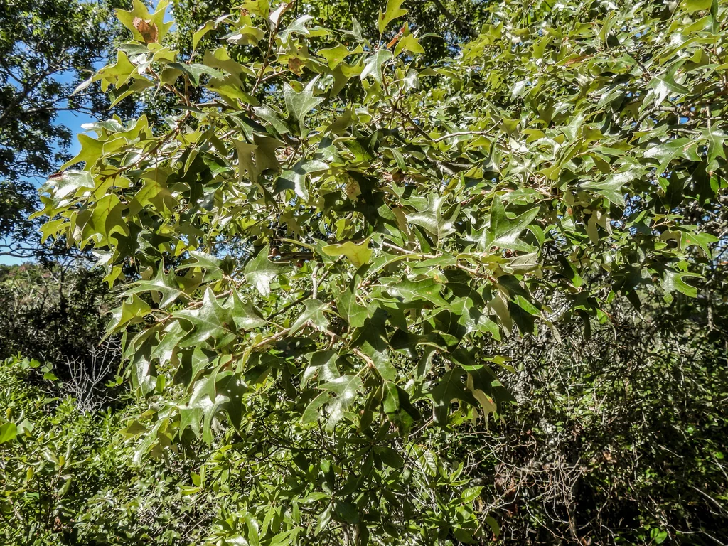Quercus Ilicifolia