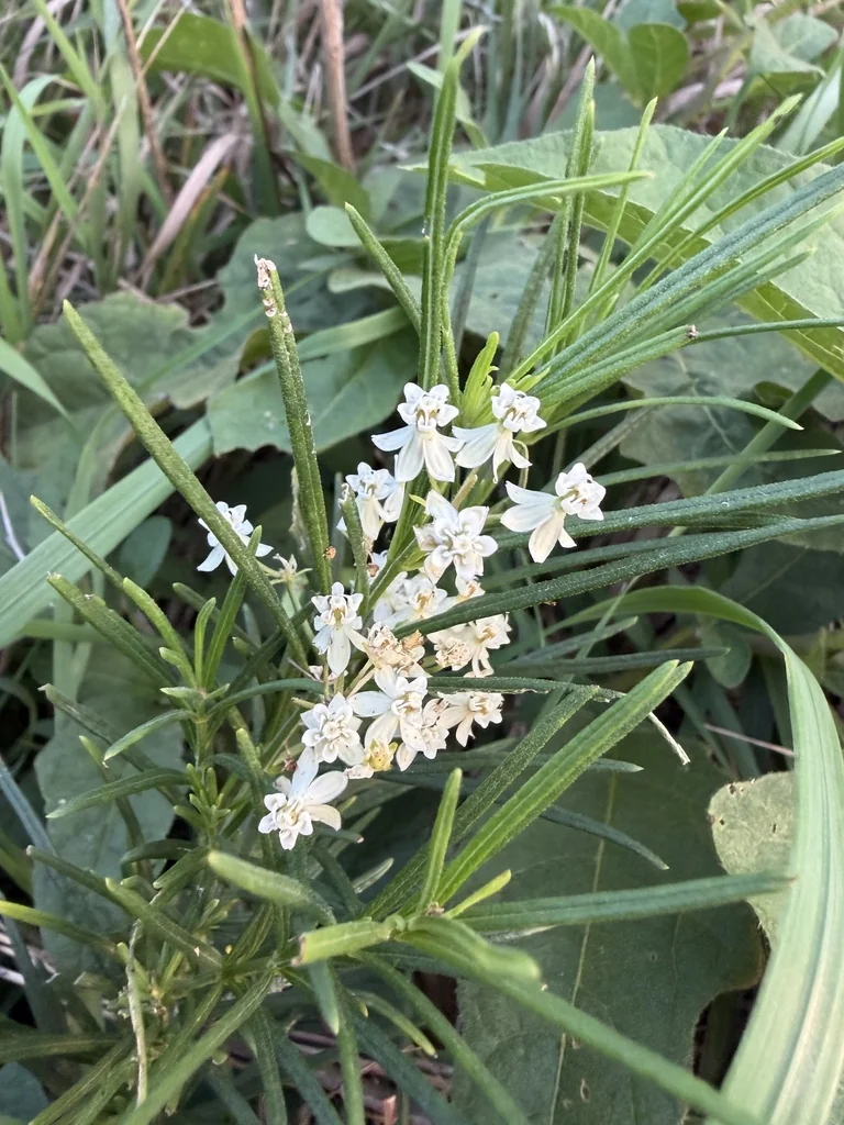 Asclepias Verticillata