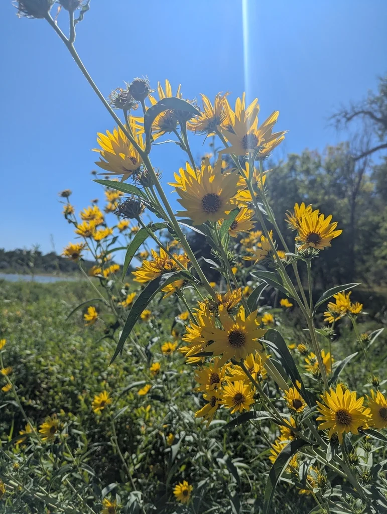 Helianthus Maximiliani