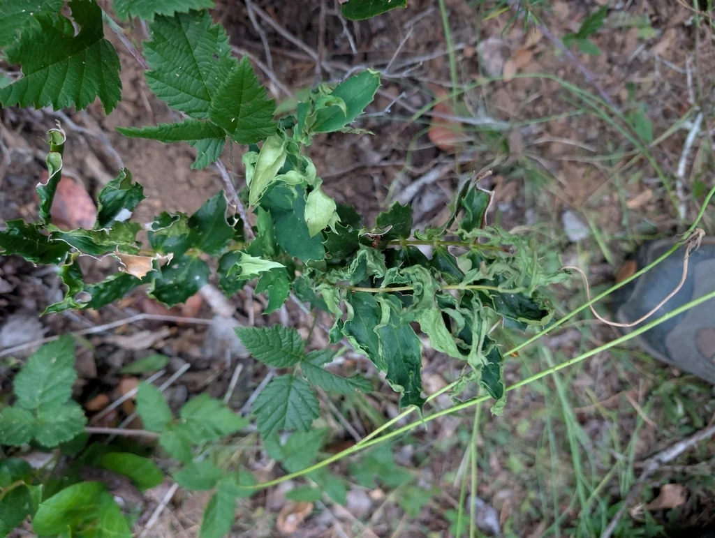 Berberis Nervosa