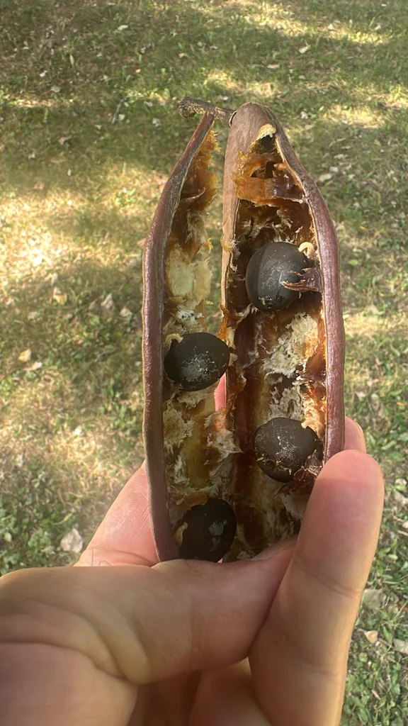 Gymnocladus Dioicus