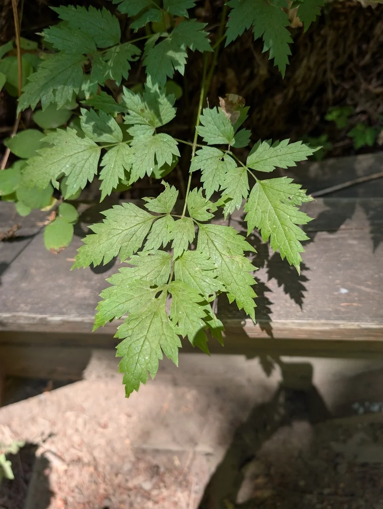 Actaea Rubra