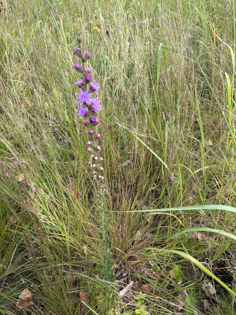 Liatris Aspera