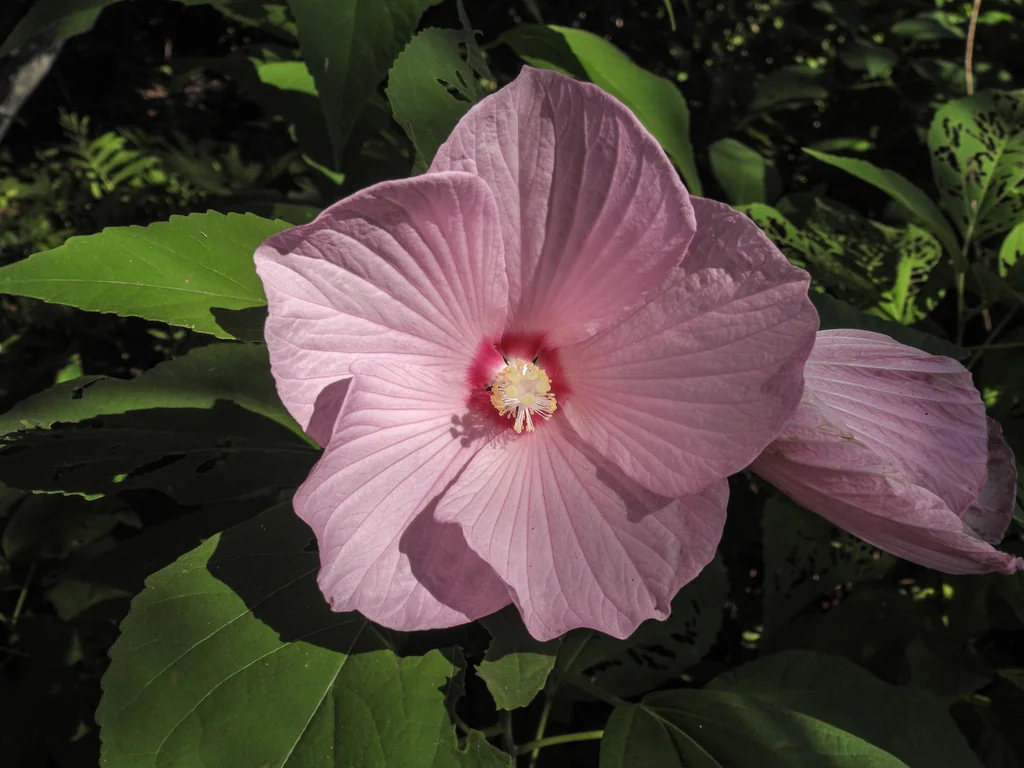 Hibiscus Moscheutos