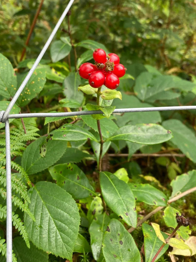 Lonicera periclymenum
