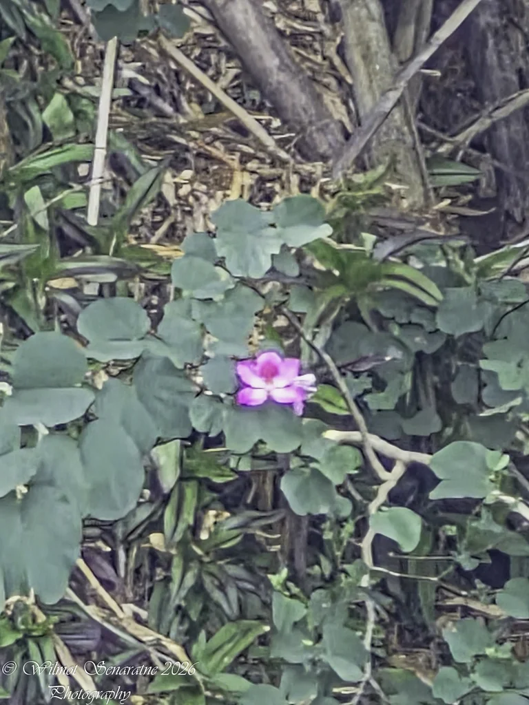 Bauhinia Variegata
