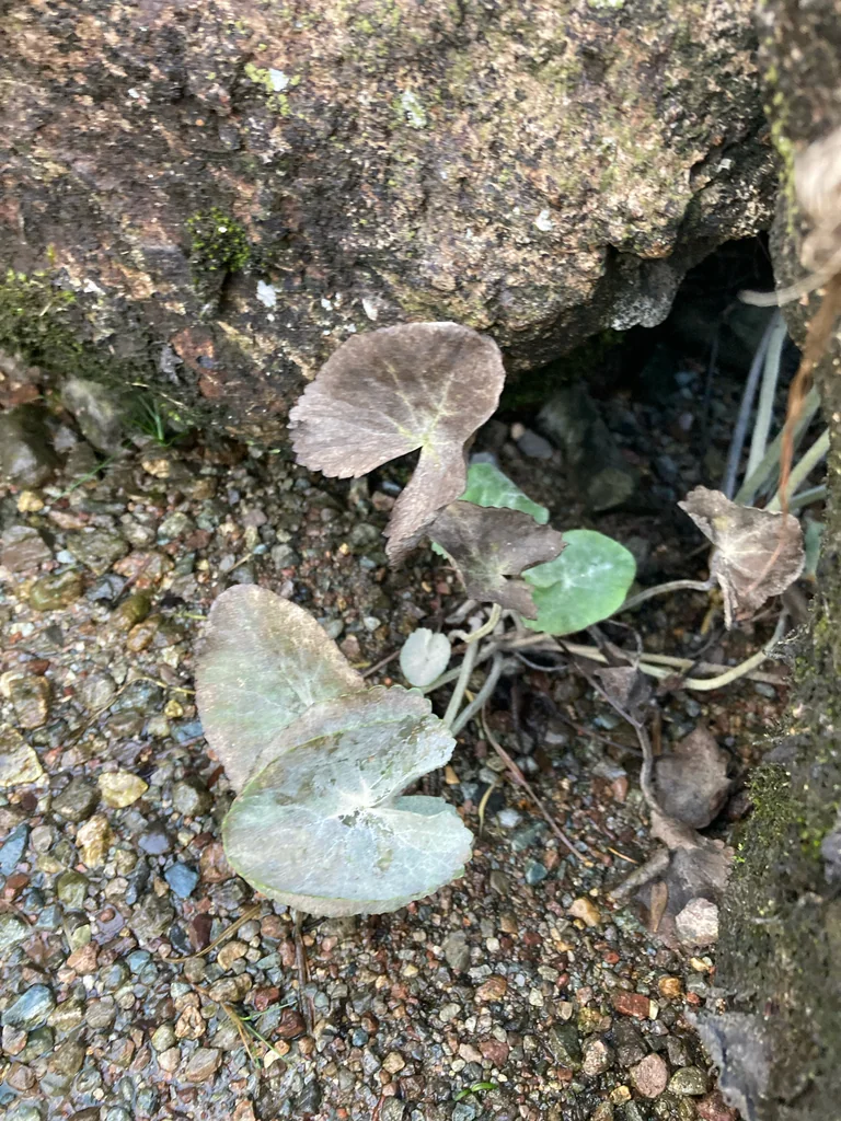 Caltha Palustris